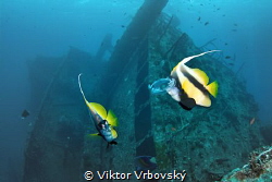Bannerfishes (Heniochus intermedius) are biting the jelly... by Viktor Vrbovský 
